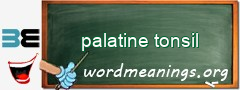 WordMeaning blackboard for palatine tonsil